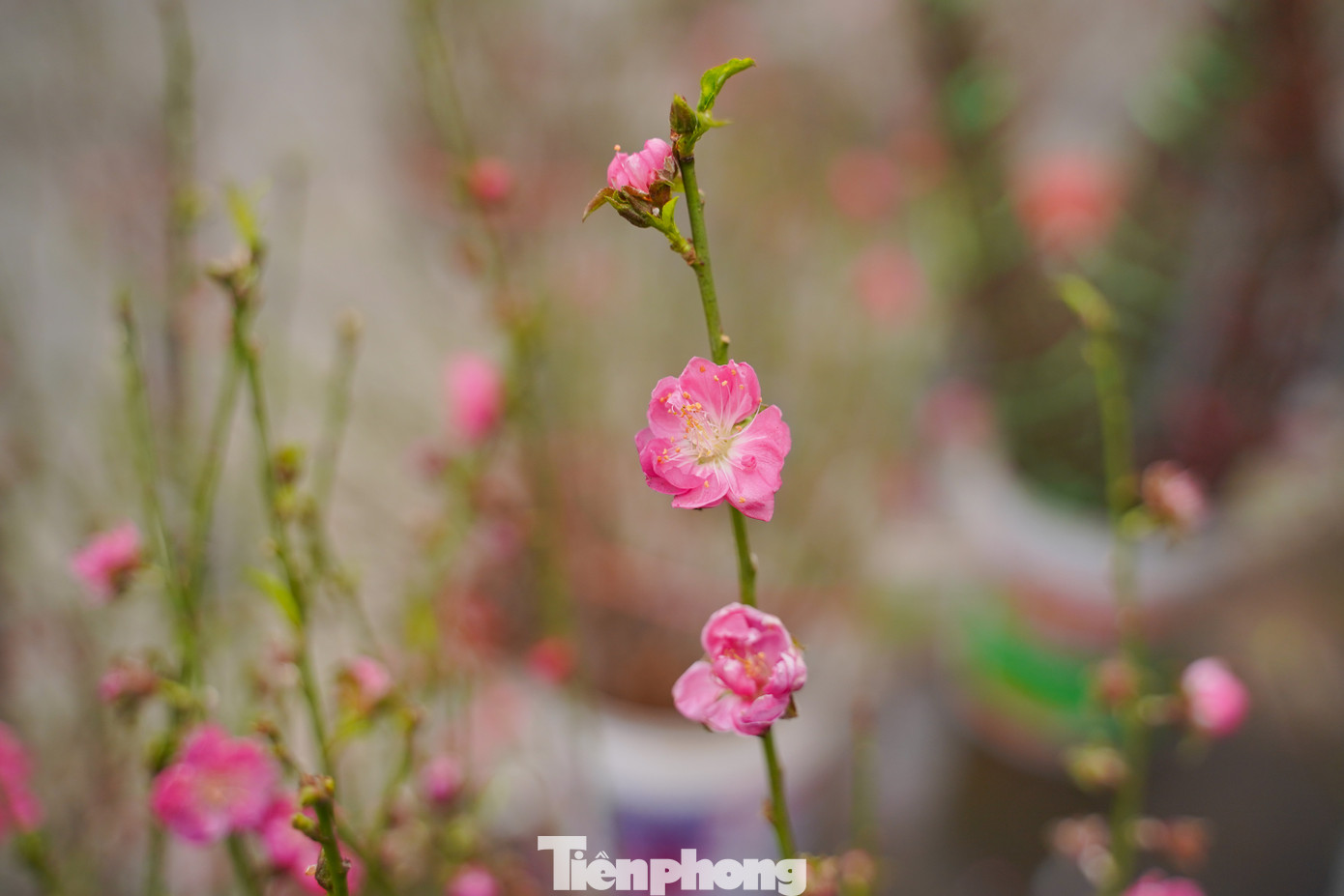 Theo ghi nhận, cành nhỏ đến tầm trung, nhiều nụ có giá từ 120.000 - 200.000 đồng.