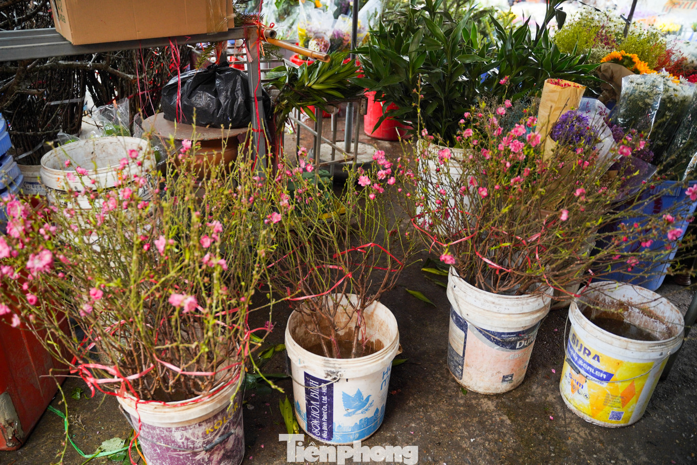 Theo ghi nhận, cành nhỏ đến tầm trung, nhiều nụ có giá từ 120.000 - 200.000 đồng.