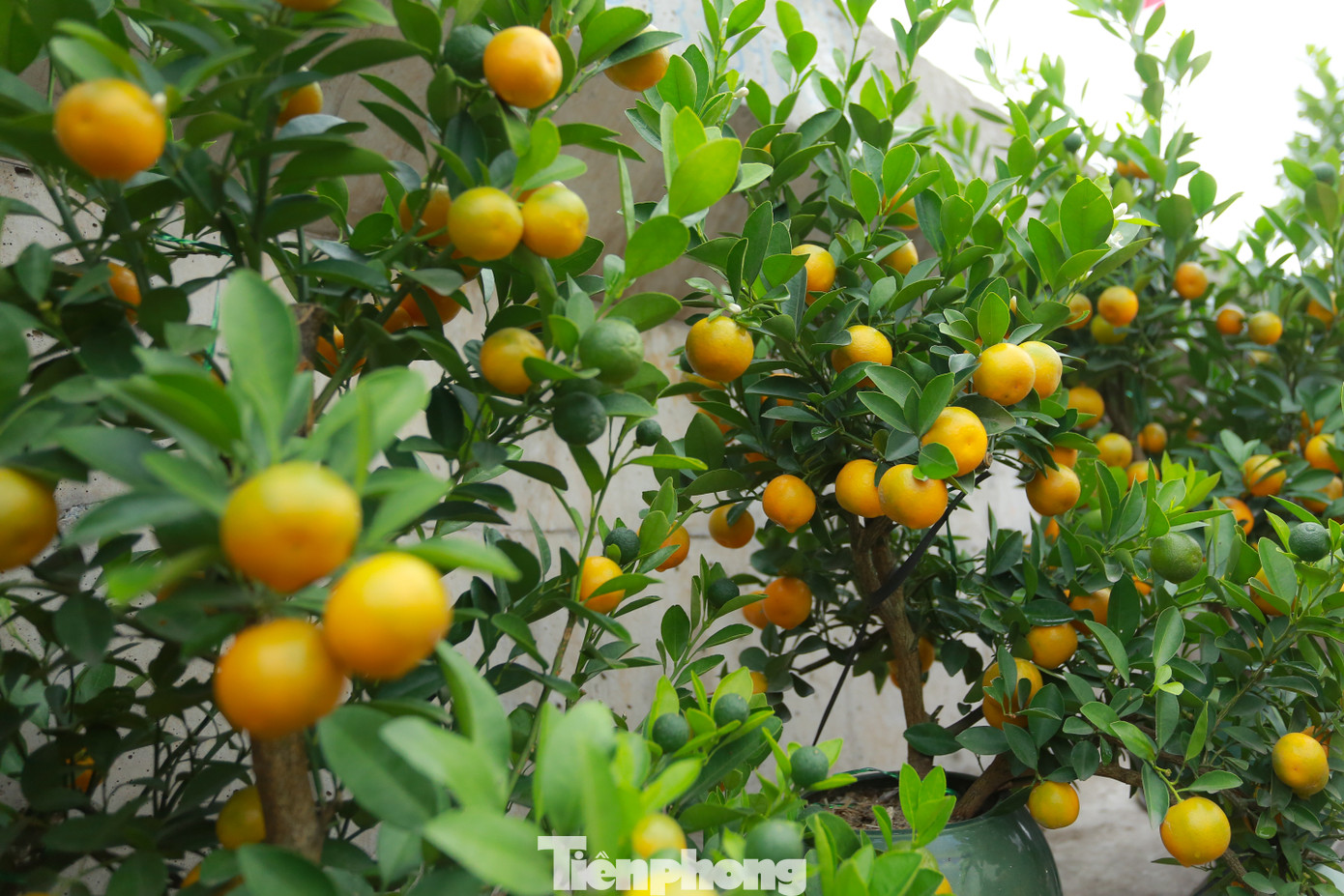 Ngoài hoa đào, chợ hoa Quảng Bá cũng đã có bán quất cảnh. Giá dao động từ khoảng 350.000 đồng/ chậu.