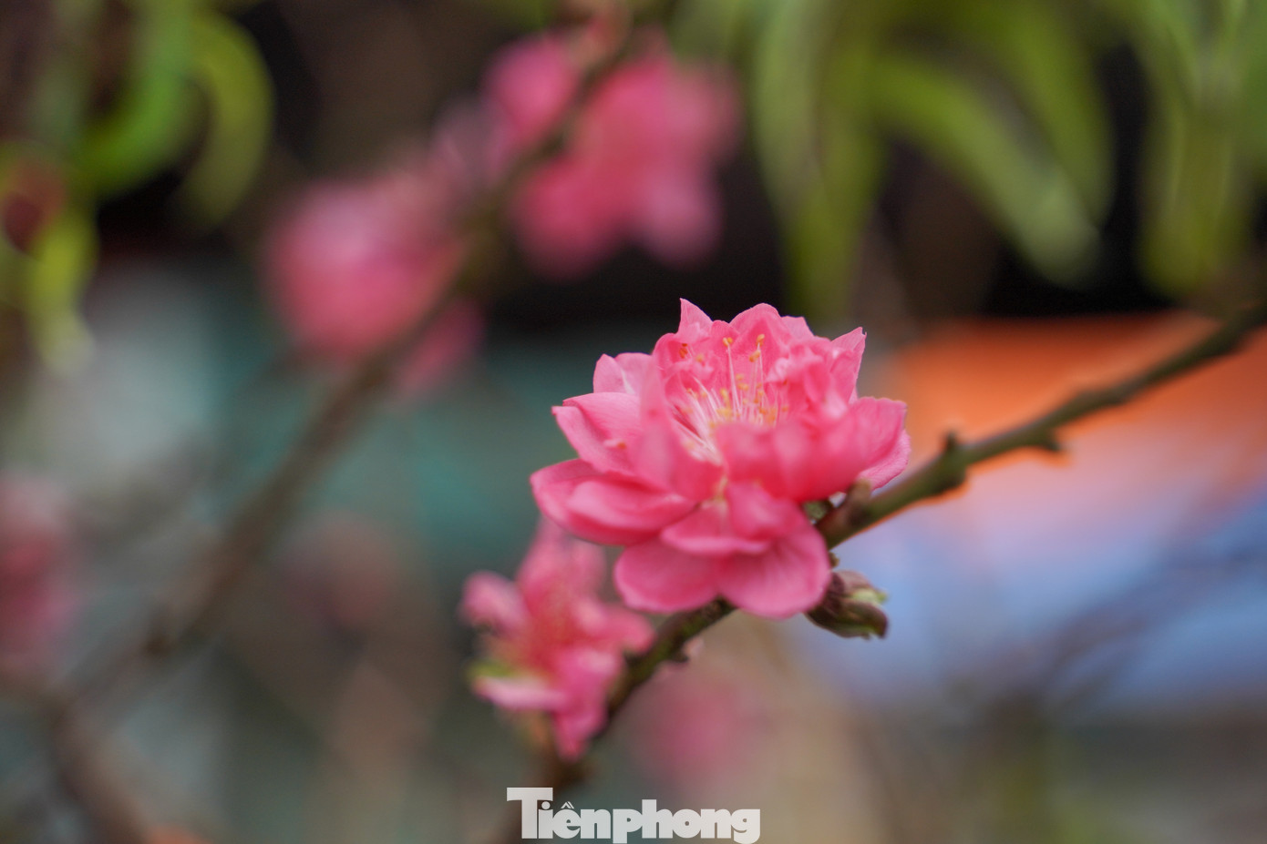 Sắc hồng của hoa đào xen lẫn không khí se lạnh là điểm đặc trưng của Hà Nội mỗi độ Xuân về.