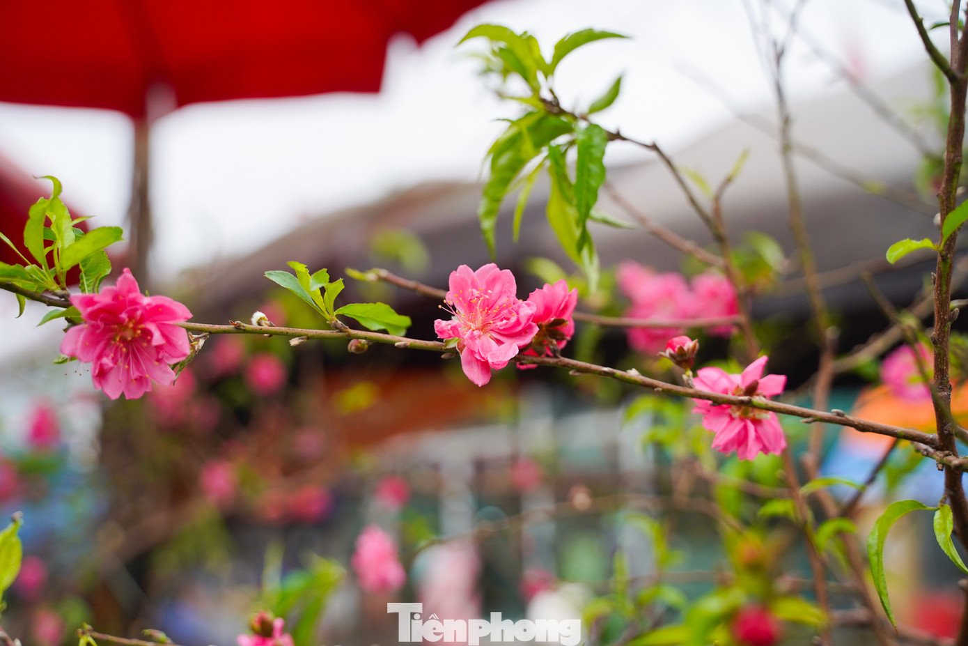 Sắc hồng của hoa đào xen lẫn không khí se lạnh là điểm đặc trưng của Hà Nội mỗi độ Xuân về.