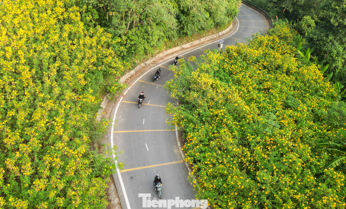 Hoa dã quỳ ở Ba Vì có kích cỡ lớn và cây khá thấp. Khi lớp hoa này tàn, sẽ có lớp hoa khác thay thế. Được biết, hoa chỉ nở rộ đẹp nhất trong khoảng hai tuần. Mặc dù thời gian nở không lâu, hoa dã quỳ vẫn luôn thu hút đông đảo giới trẻ Hà Nội đến tham quan và chụp ảnh.