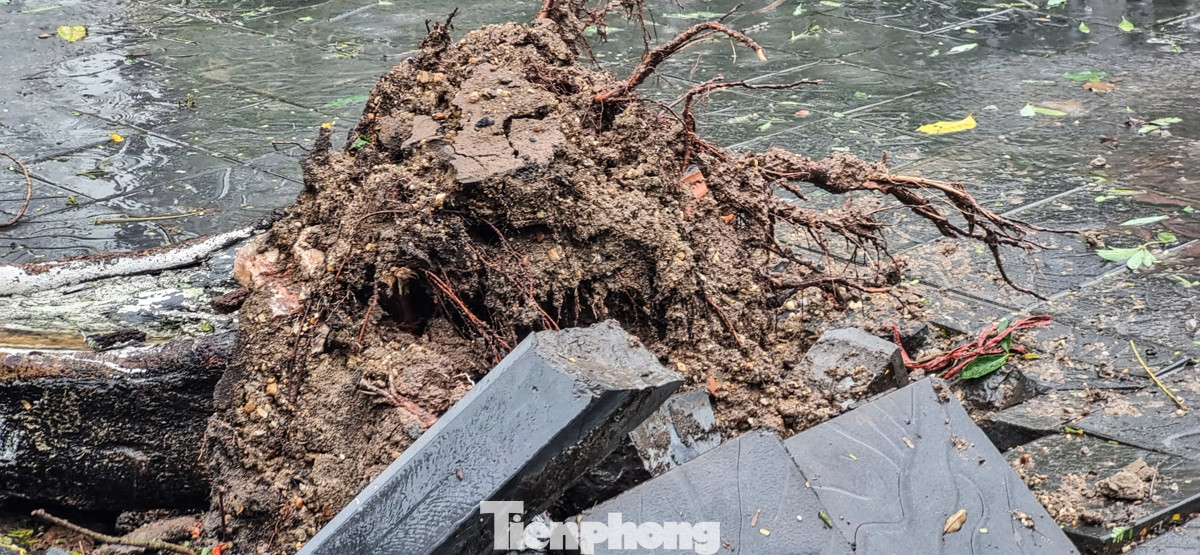 &quot;Từ hôm qua đến nay rất nhiều cây xanh bị bật gốc khiến tôi vô cùng lo lắng. Không biết khi siêu bão chính thức đổ bộ thì sẽ như nào&quot;, anh Hoàng Minh chia sẻ.