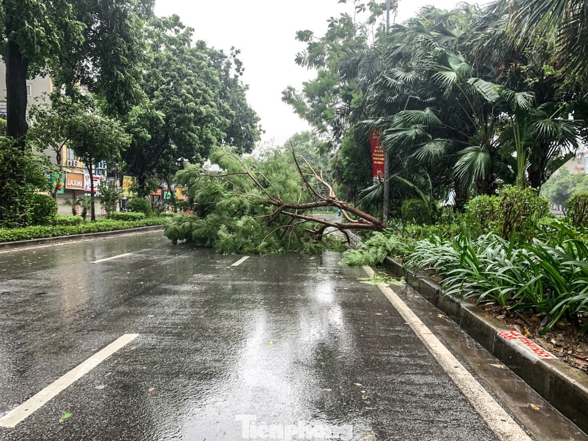 Tại khu vực đường Láng, một cây lớn bị đổ chiếm hết hơn 1/2 con đường.