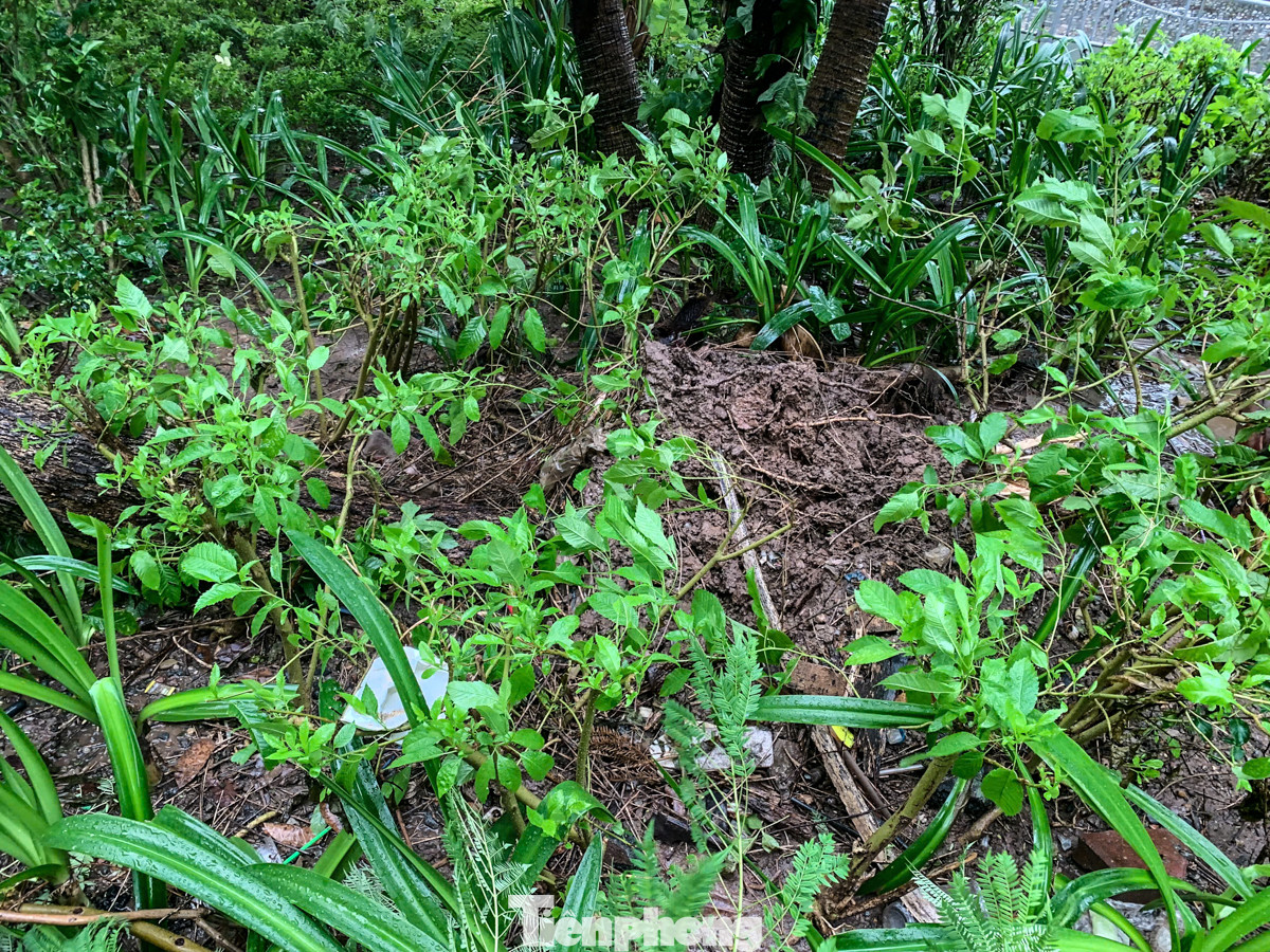 Tại khu vực đường Láng, một cây lớn bị đổ chiếm hết hơn 1/2 con đường.