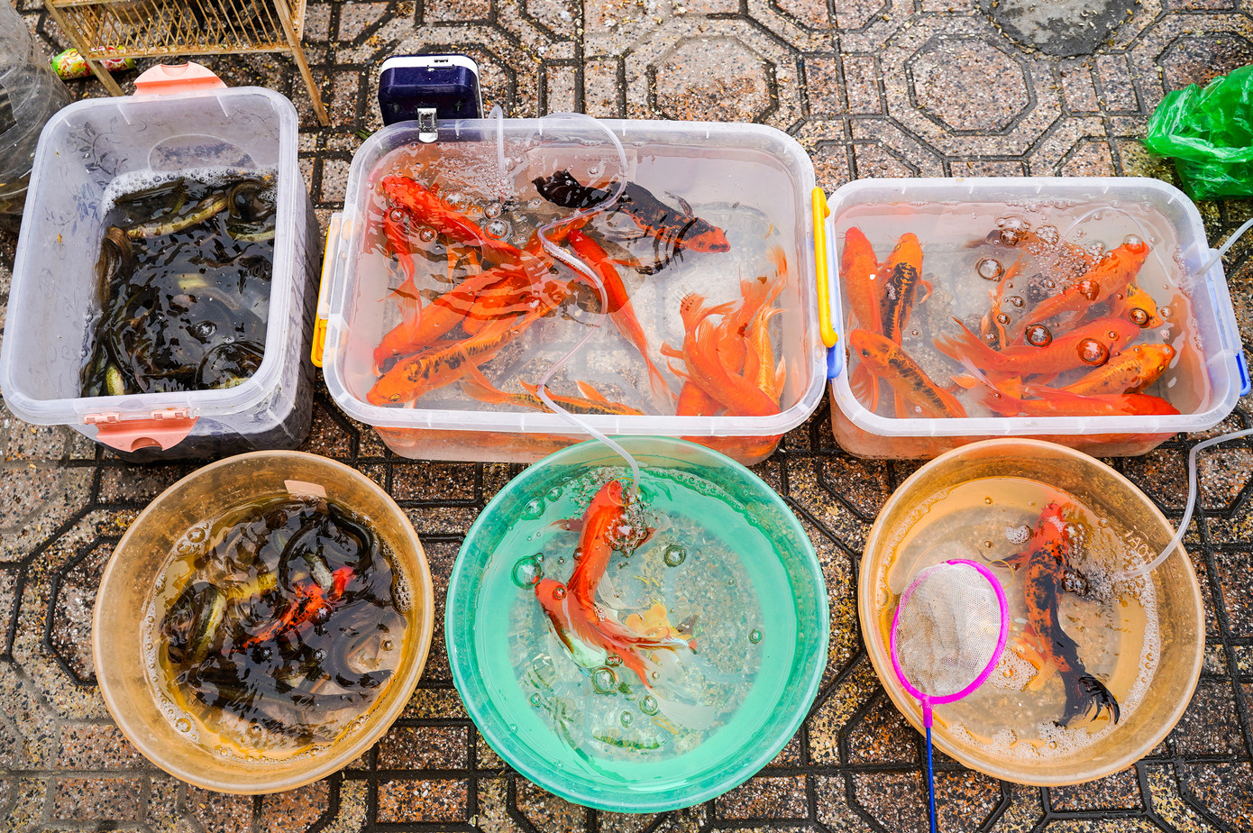 Cá chép vàng được rao bán với giá từ 15.000 - 30.000 đồng/con tuỳ từng kích cỡ; cá chạch 5.000 đồng/con; chim phóng sinh là 30.000 - 50.000 đồng/cặp, ốc dao động từ 50.000 - 70.000 đồng/chậu.