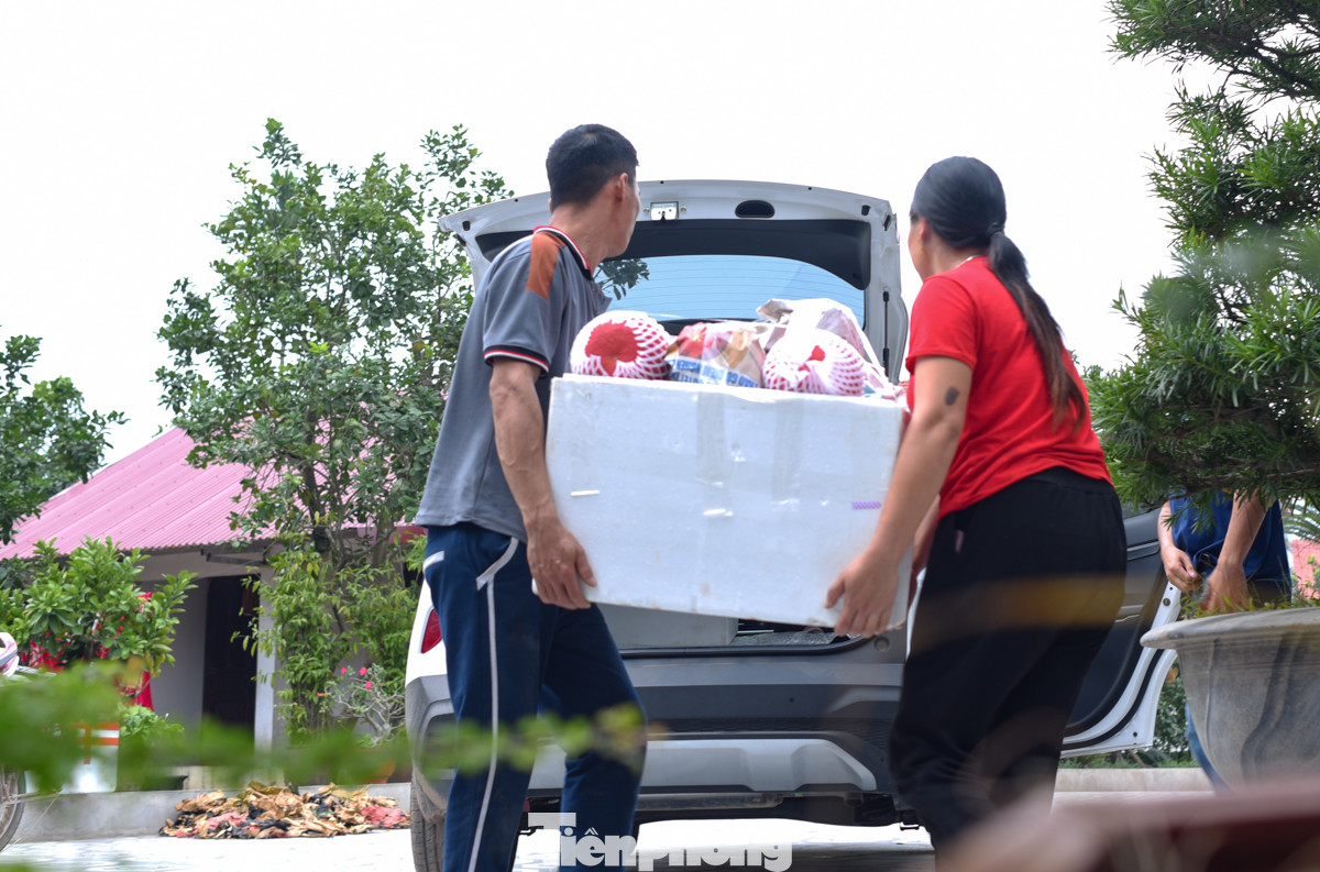 Người nông dân thu hoạch, lựa bưởi ngay tại vườn nhằm cung ứng ra thị trường sớm.
