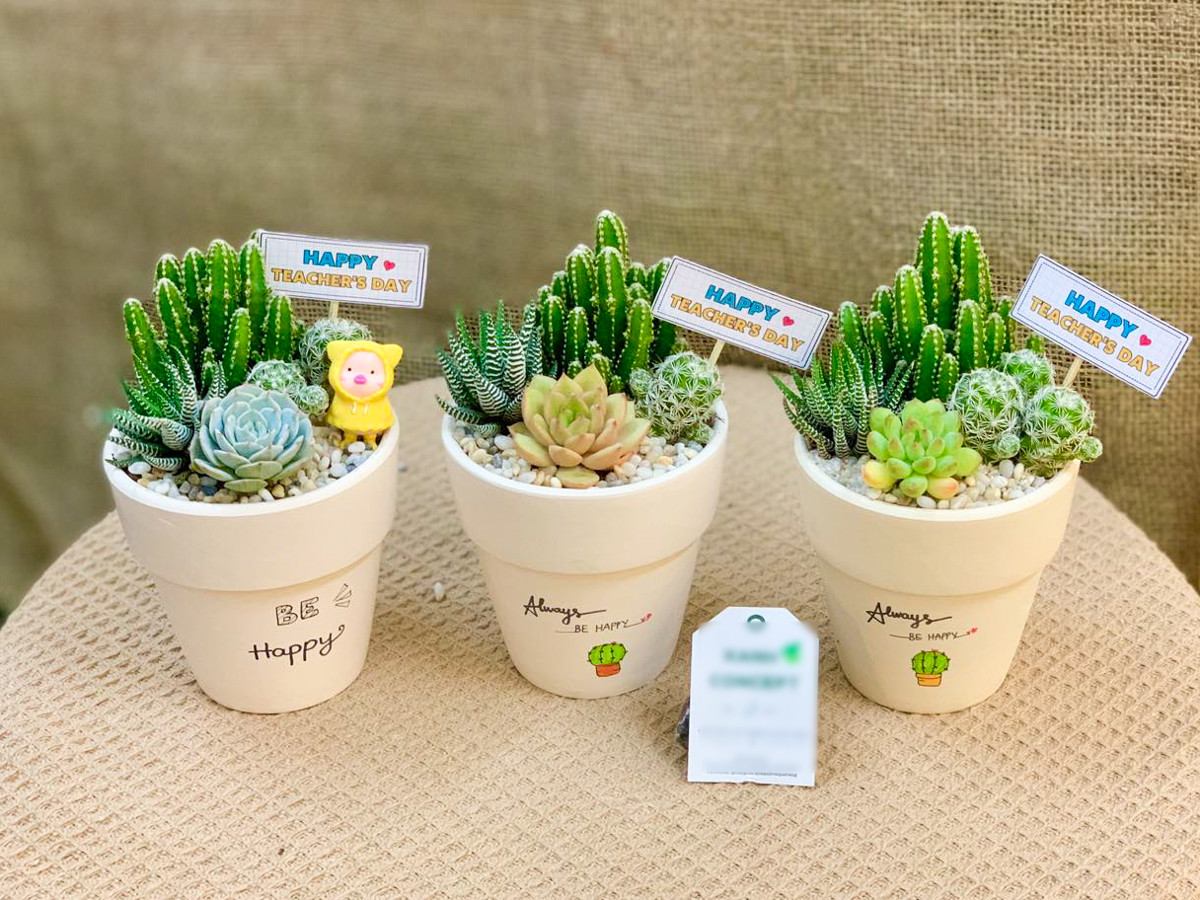 Sen đá và cây cảnh mini có giá dưới 100.000 đồng, giúp học trò có thể mua dễ dàng.