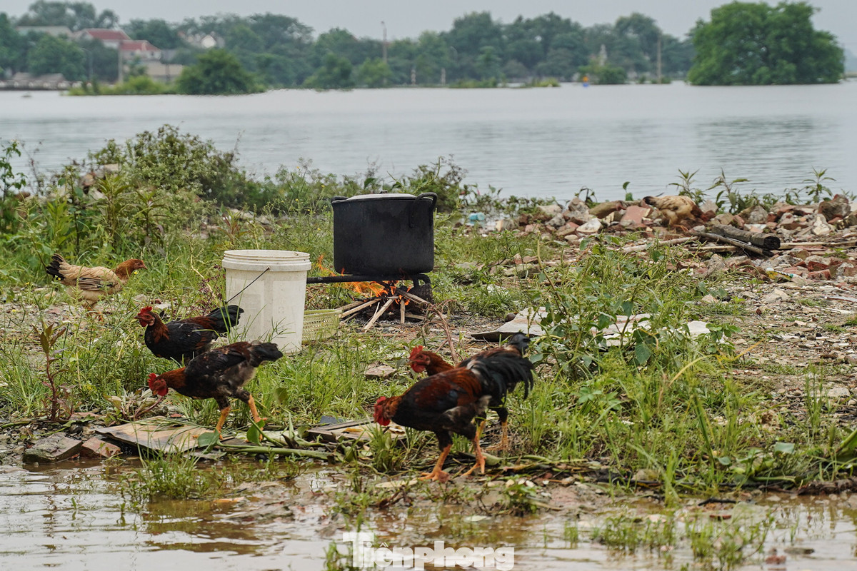 Người dân phải tìm nơi cao để nhóm lửa nấu ăn, chăn thả gia cầm.