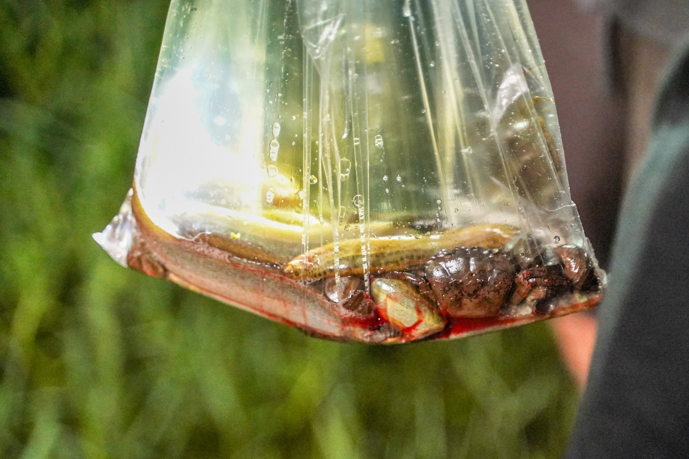 Anh Nguyễn Tuấn Anh (Nam Từ Liêm) dùng đèn pin soi nước để bắt cá. “Mình bắt cho vui thôi, đi dạo thấy nước ngập nên tiện thể nghịch một chút".