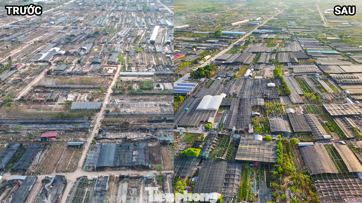 Một tháng sau khi bão số 3 (Yagi), sắc xanh đã dần trở lại tại làng hoa, cây cảnh Phụng Công, huyện Văn Giang, tỉnh Hưng Yên. Một tháng sau khi bão số 3 (Yagi), sắc xanh đã dần trở lại tại làng hoa, cây cảnh Phụng Công, huyện Văn Giang, tỉnh Hưng Yên.