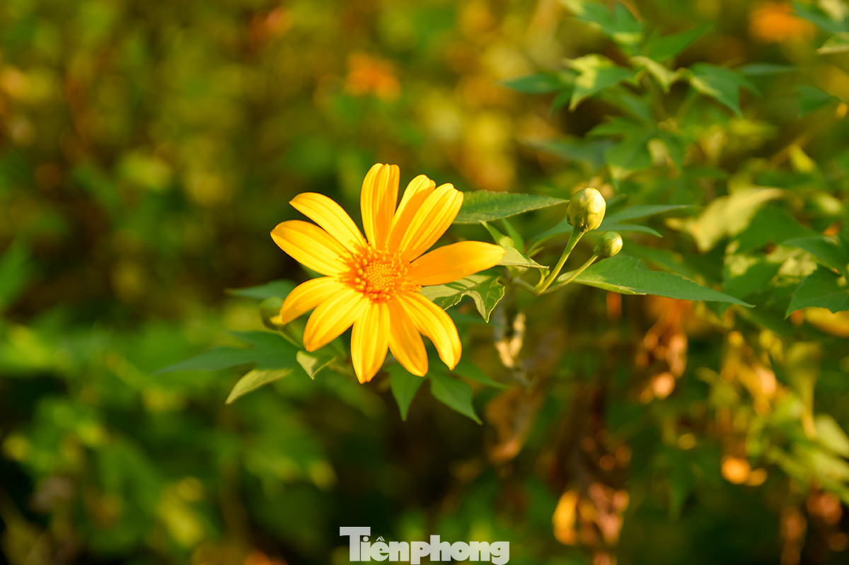 Đường lên Ba Vì tràn ngập tràn ánh nắng, và cuốn hút hơn cả là sắc vàng của dã quỳ.