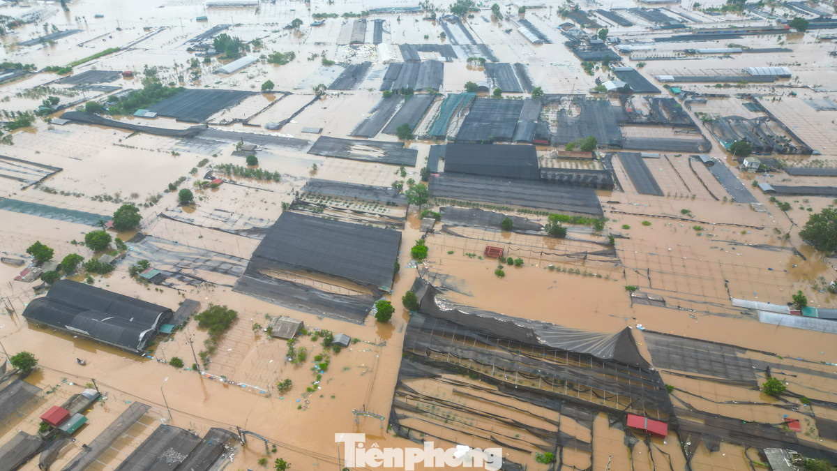 Do nước dâng quá nhanh cùng với việc về đêm nên đa số người dân không kịp di tản cây trồng.