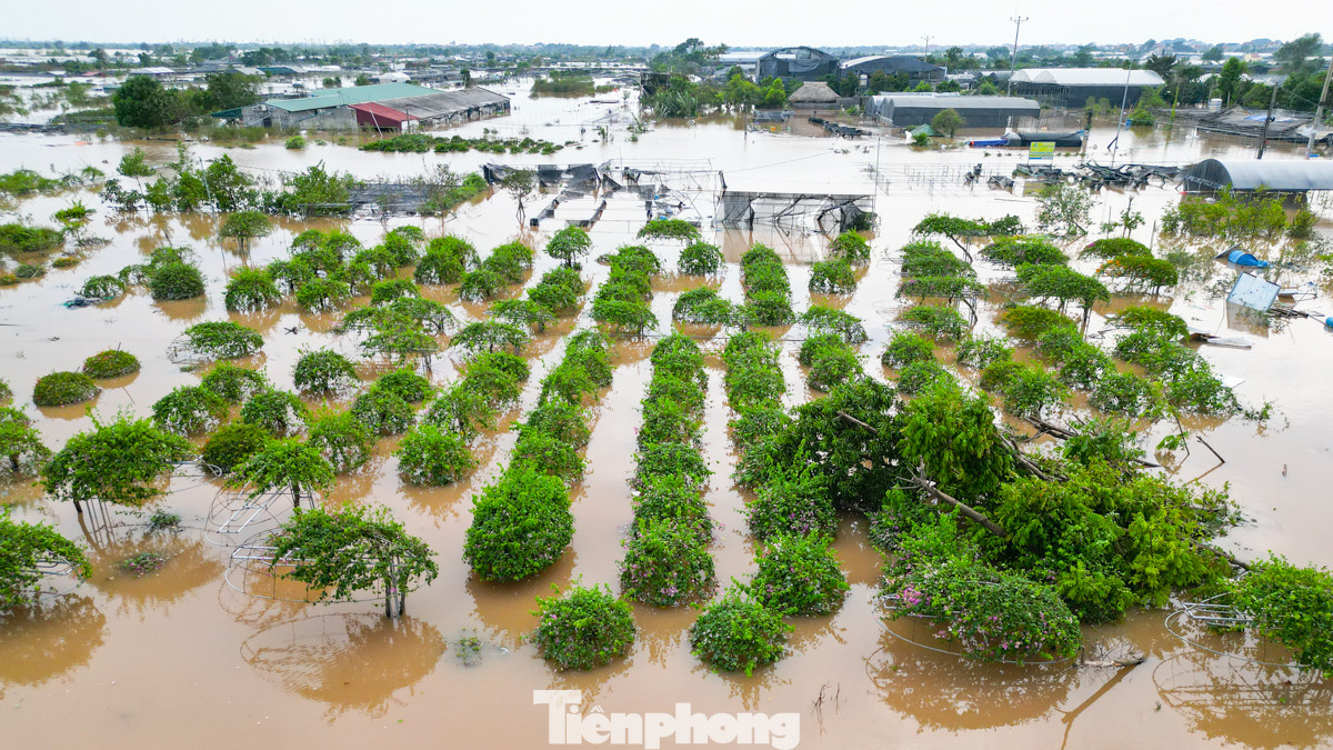 Hàng chục cây hoa giấy cao đến gần 3m cũng chìm nghỉm trong làn nước cao. "60 năm qua chưa bao giờ tôi thấy cảnh nước cao thế này. Nhiều cây lâu năm, đủ các loại hoa đều chìm hết. Thiệt hại nặng lắm", anh Nguyễn Minh Khôi (Hưng Yên) cho biết.