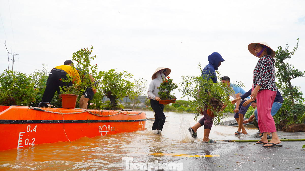 "Được cây nào hay cây đó, còn những nơi ngập cao chắc là chết hết", anh Chiến (người trồng hoa tại Phụng Công) nói.