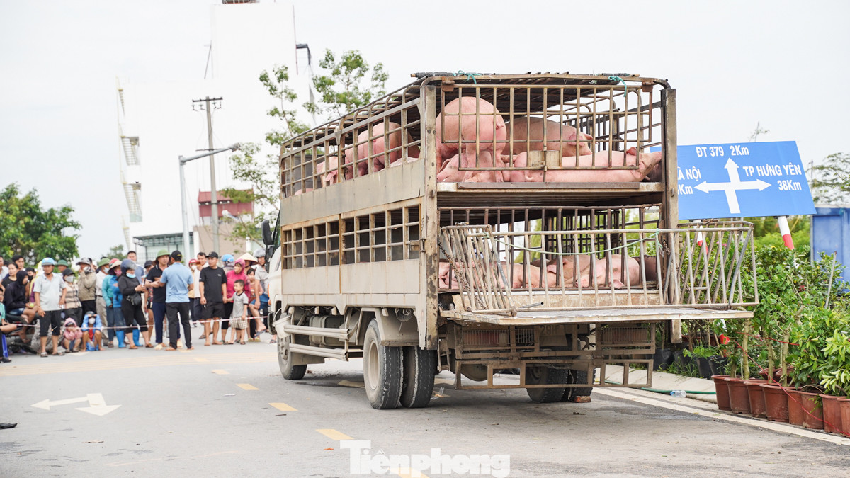 Lợn được cho lên xe bán luôn cho các lò mổ.