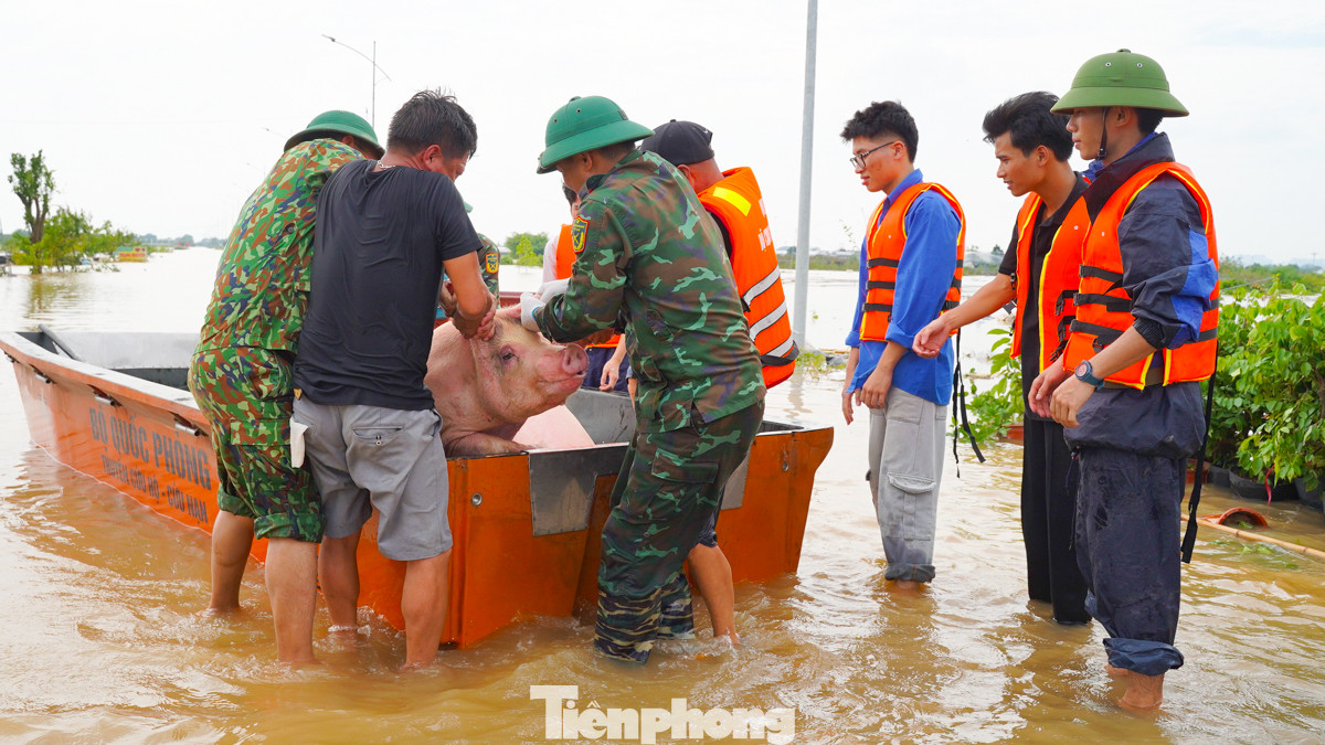 Hàng nghìn con lợn được lực lượng chức năng hỗ trợ giải cứu ra khỏi nơi ngập.