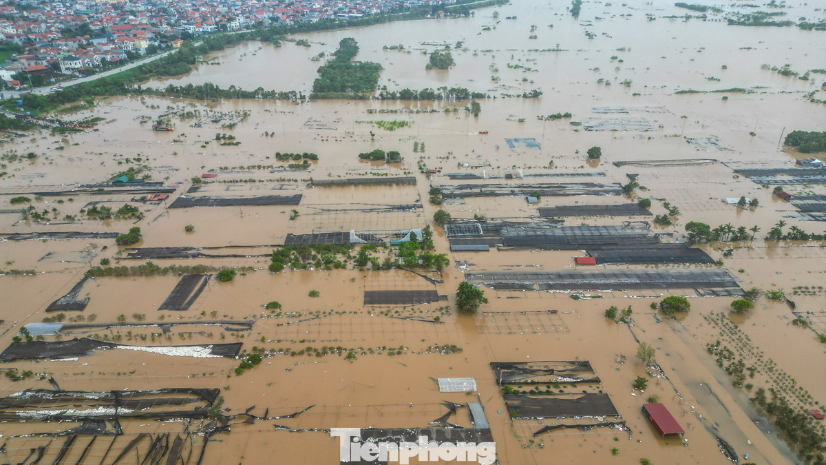 Vùng trồng hoa lớn nhất Hưng Yên mênh mông nước.