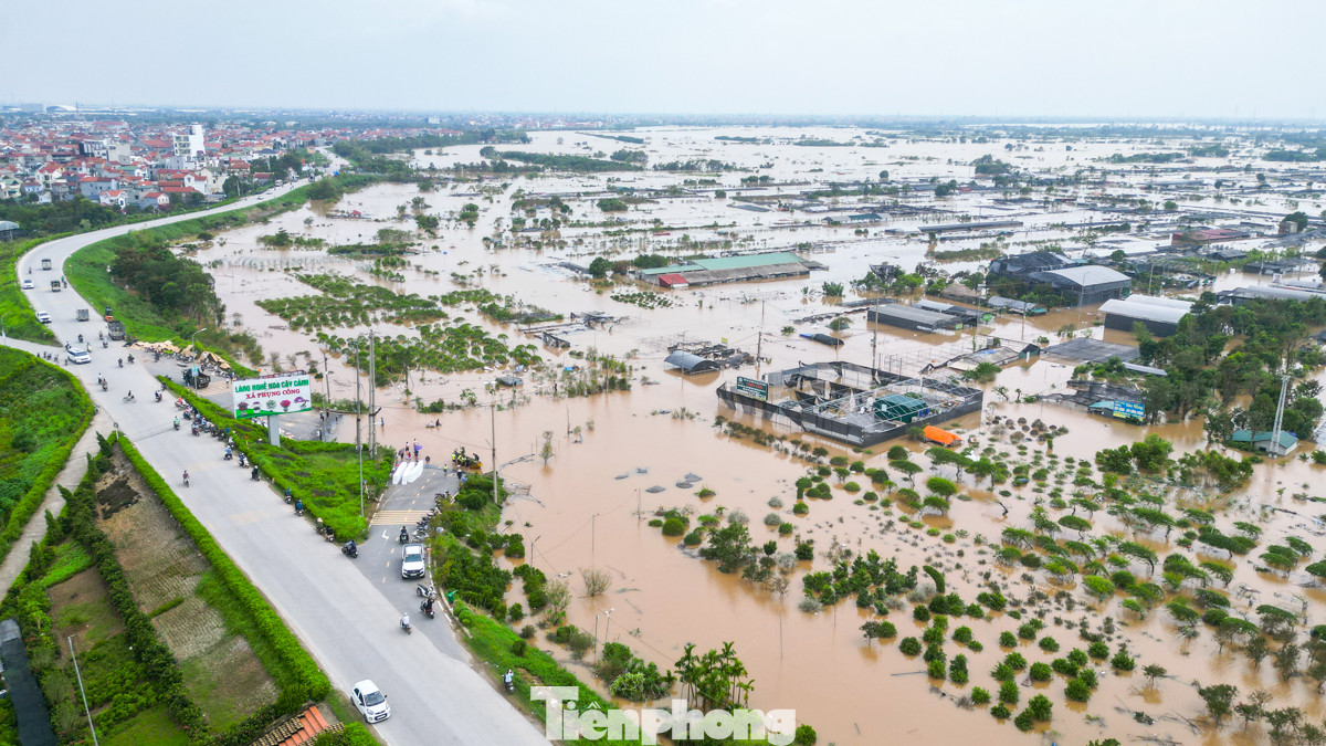 Theo ghi nhận của PV Tiền Phong chiều 12/9, lũ lụt đã tàn phá hoàn toàn các vườn hoa, cây cảnh tại một số xã thuộc huyện Văn Giang, tỉnh Hưng Yên.