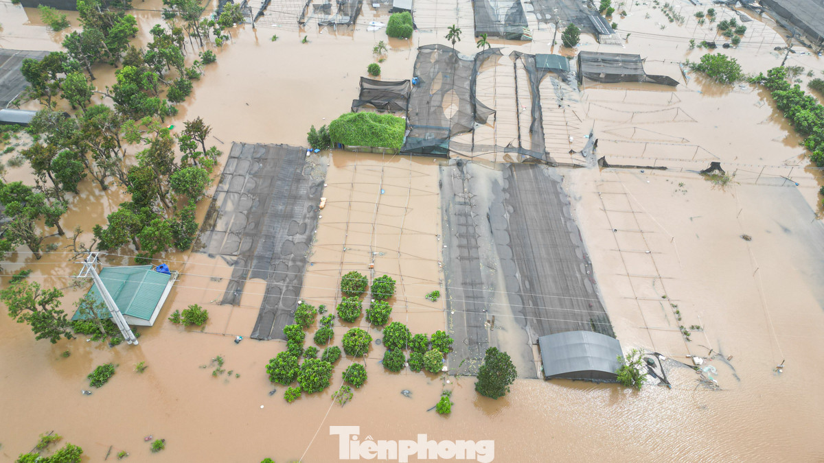 Do nước dâng quá nhanh cùng với việc về đêm nên đa số người dân không kịp di tản cây trồng.