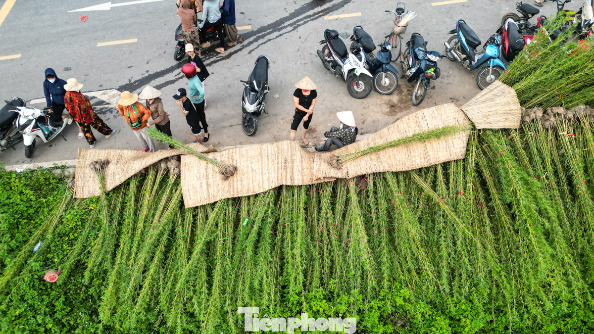 Những cây được đưa lên được người dân ném tạm lên đường.