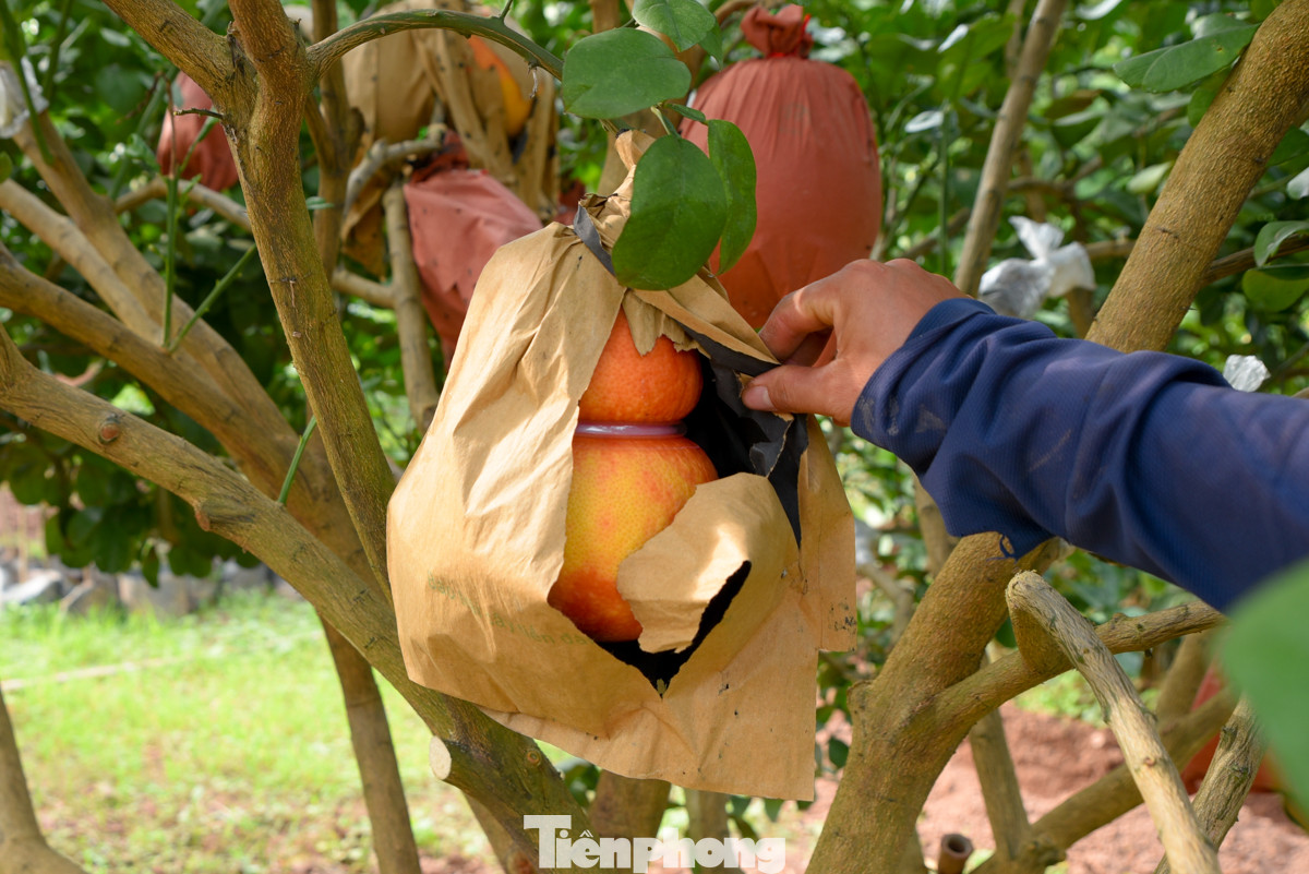 Ngoài thỏi vàng, bưởi đỏ còn có thể tạo thành hình hồ lô.