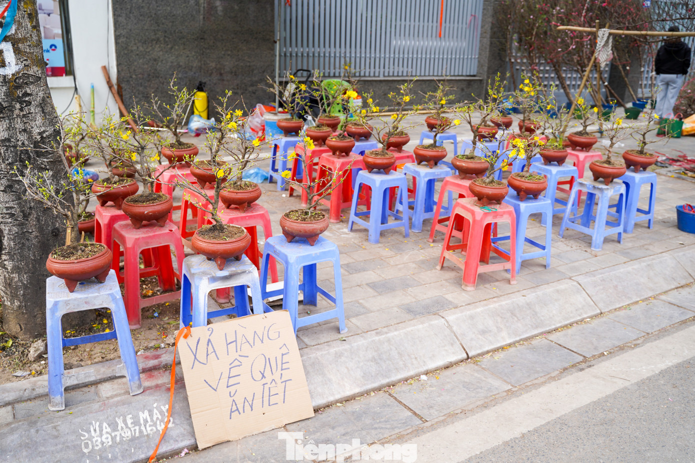 Anh Nguyễn Thế Ngọc (quận Long Biên) cho biết: "Chiều cuối năm mình đi dạo thấy mai đồng giá 200 nghìn khá rẻ nên mua về chơi Tết".