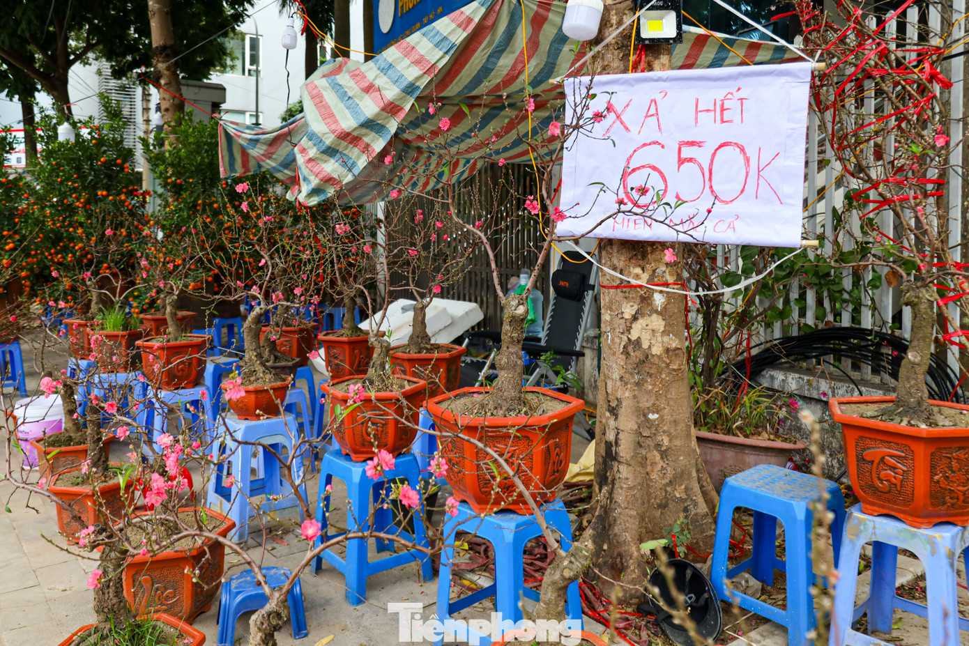 Những chậu đào trung bình ngày thường có giá từ 1.500.000 - 2.000.000 đồng thì chiều 29 Tết được rao chỉ đồng giá 650.000 đồng.