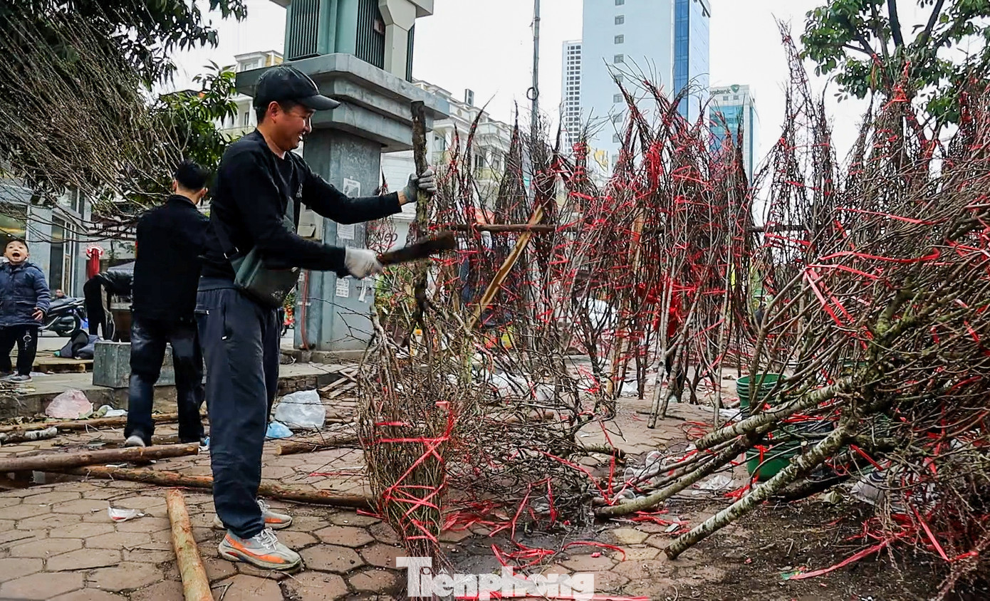 Không bán hết đào rừng, tiểu thương đã chặt bỏ để trở về quê.