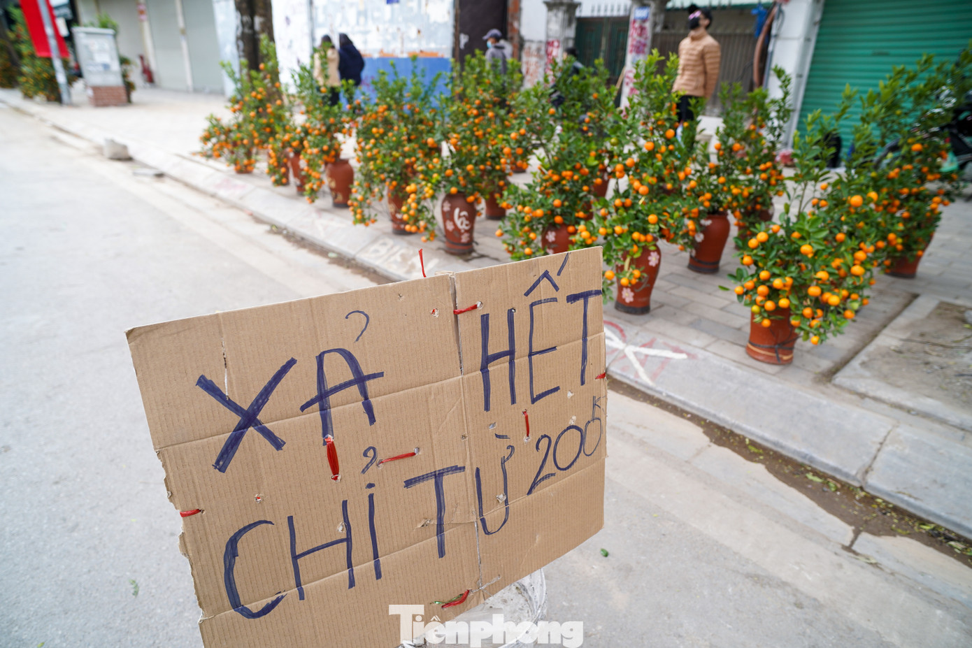 Quất xả đồng giá nhưng vẫn vắng bóng khách mua chiều 29 Tết.