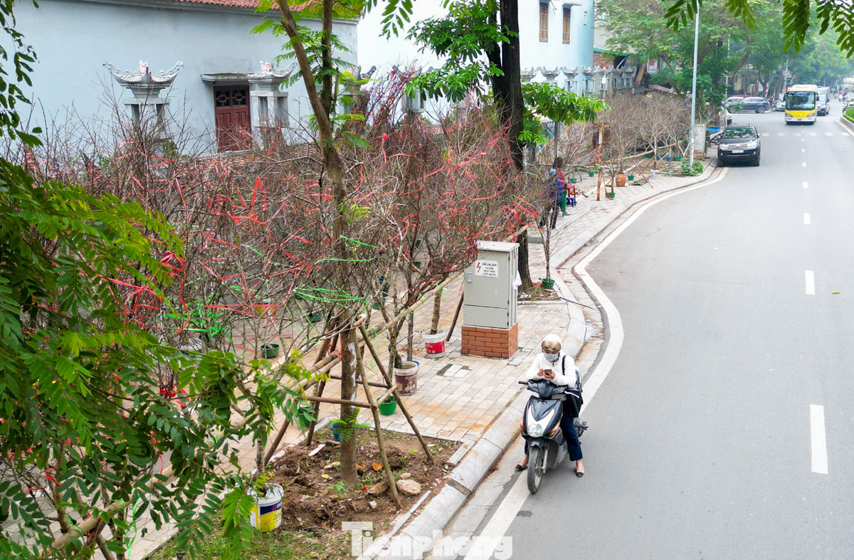 Hàng nghìn cành đào từ Mộc Châu, Lạng Sơn... được tập kết đường Lạc Long Quân, Âu Cơ chờ khách tới mua. Hàng nghìn cành đào từ Mộc Châu, Lạng Sơn... được tập kết đường Lạc Long Quân, Âu Cơ chờ khách tới mua.