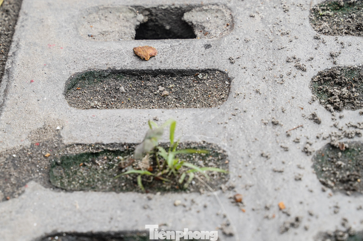 Đất cát tích tụ quá lâu khiến cho cỏ dại mọc hàng dài trên đường, đây là một trong những nguyên nhân khiến lòng đường ngập úng khi mưa lớn.