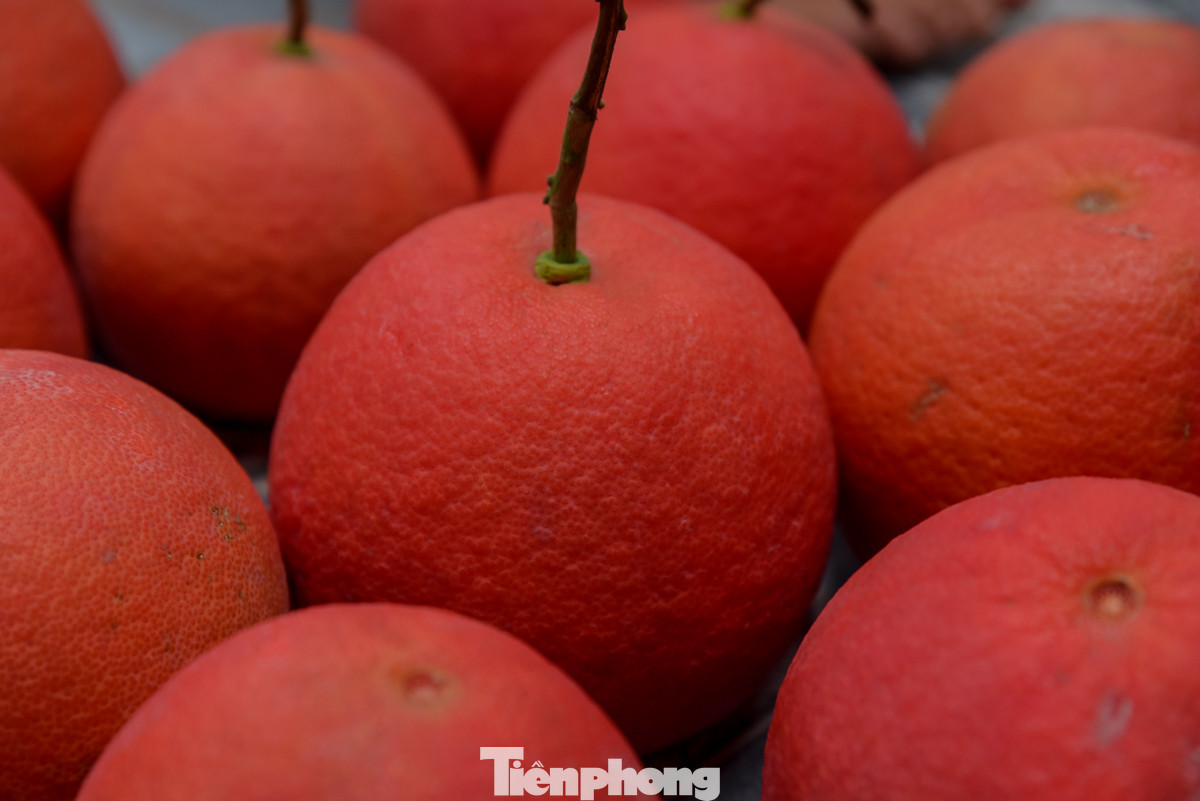 Bưởi đỏ Đông Cao (hay còn gọi là bưởi gấc) có vỏ ngoài rất đỏ, bắt mắt.