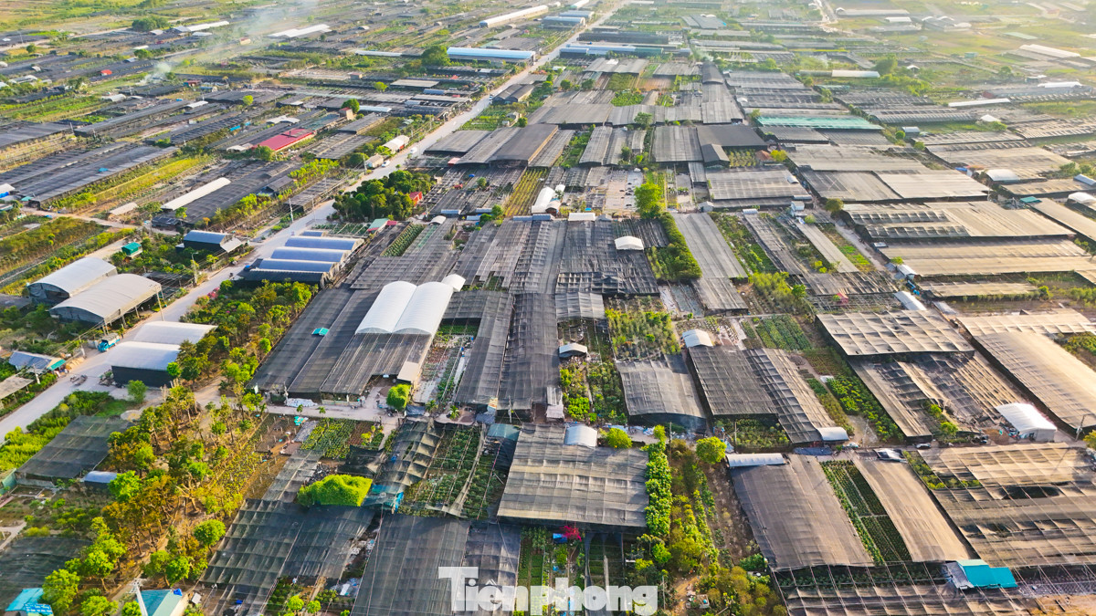 "Để tái sản xuất, phục hồi diện tích cây cảnh , UBND xã đã đề nghị người dân khử trùng ruộng đất; sửa chữa hệ thống hạ tầng kỹ thuật và canh tác những cây cảnh ngắn ngày, giúp người dân có thu nhập vào cuối năm", ông Nguyễn Quốc Trị nói thêm. "Để tái sản xuất, phục hồi diện tích cây cảnh , UBND xã đã đề nghị người dân khử trùng ruộng đất; sửa chữa hệ thống hạ tầng kỹ thuật và canh tác những cây cảnh ngắn ngày, giúp người dân có thu nhập vào cuối năm", ông Nguyễn Quốc Trị nói thêm.