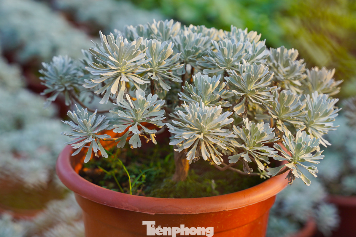 Vườn nhà ông Vương có đủ các loại cây như sung, hoa chuối cảnh, hoa trà, cúc mốc... "Chưa rõ thị trường đợt tới thế nào, thời gian này tôi chỉ cố trồng đủ các loại cây cho kín vườn, xanh tốt là được", ông Vương tâm sự. Vườn nhà ông Vương có đủ các loại cây như sung, hoa chuối cảnh, hoa trà, cúc mốc... "Chưa rõ thị trường đợt tới thế nào, thời gian này tôi chỉ cố trồng đủ các loại cây cho kín vườn, xanh tốt là được", ông Vương tâm sự.