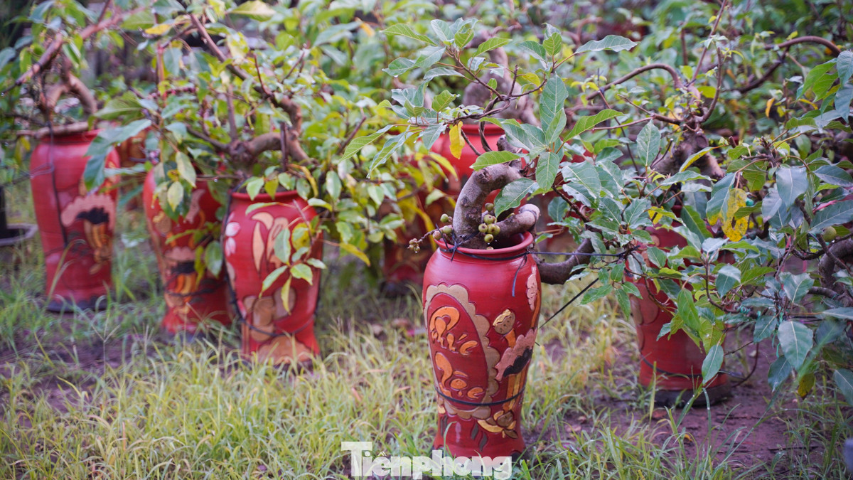 Vườn nhà ông Vương có đủ các loại cây như sung, hoa chuối cảnh, hoa trà, cúc mốc... "Chưa rõ thị trường đợt tới thế nào, thời gian này tôi chỉ cố trồng đủ các loại cây cho kín vườn, xanh tốt là được", ông Vương tâm sự. Vườn nhà ông Vương có đủ các loại cây như sung, hoa chuối cảnh, hoa trà, cúc mốc... "Chưa rõ thị trường đợt tới thế nào, thời gian này tôi chỉ cố trồng đủ các loại cây cho kín vườn, xanh tốt là được", ông Vương tâm sự.