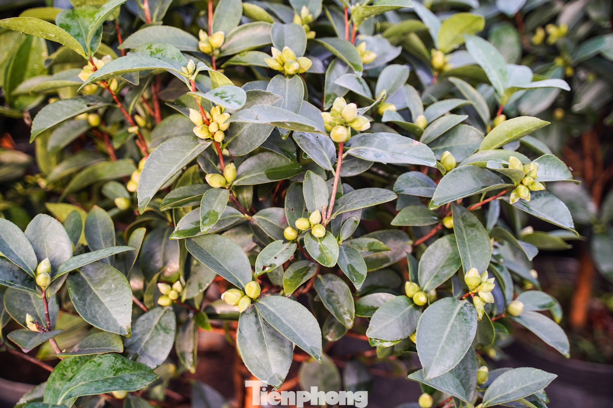 Vườn nhà ông Vương có đủ các loại cây như sung, hoa chuối cảnh, hoa trà, cúc mốc... "Chưa rõ thị trường đợt tới thế nào, thời gian này tôi chỉ cố trồng đủ các loại cây cho kín vườn, xanh tốt là được", ông Vương tâm sự. Vườn nhà ông Vương có đủ các loại cây như sung, hoa chuối cảnh, hoa trà, cúc mốc... "Chưa rõ thị trường đợt tới thế nào, thời gian này tôi chỉ cố trồng đủ các loại cây cho kín vườn, xanh tốt là được", ông Vương tâm sự.