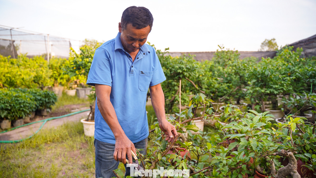 Ông Phạm Trung Vương cho biết, trong suốt một tháng qua, ông đã phải đối mặt với áp lực lớn để cứu sống những cây cảnh còn sót lại sau trận lũ. Thậm chí, ông còn phải nhập giống cây từ miền Nam để trồng lại vườn, trong khi chưa chắc chắn về đầu ra. Ông Phạm Trung Vương cho biết, trong suốt một tháng qua, ông đã phải đối mặt với áp lực lớn để cứu sống những cây cảnh còn sót lại sau trận lũ. Thậm chí, ông còn phải nhập giống cây từ miền Nam để trồng lại vườn, trong khi chưa chắc chắn về đầu ra.