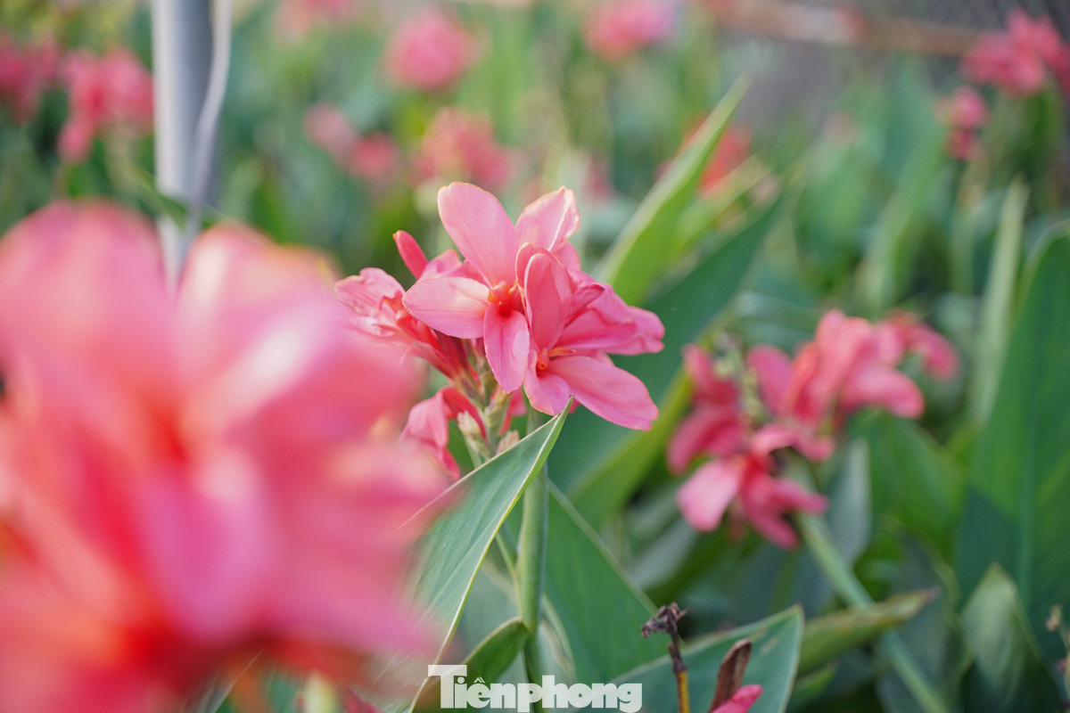 Vườn nhà ông Vương có đủ các loại cây như sung, hoa chuối cảnh, hoa trà, cúc mốc... "Chưa rõ thị trường đợt tới thế nào, thời gian này tôi chỉ cố trồng đủ các loại cây cho kín vườn, xanh tốt là được", ông Vương tâm sự. Vườn nhà ông Vương có đủ các loại cây như sung, hoa chuối cảnh, hoa trà, cúc mốc... "Chưa rõ thị trường đợt tới thế nào, thời gian này tôi chỉ cố trồng đủ các loại cây cho kín vườn, xanh tốt là được", ông Vương tâm sự.