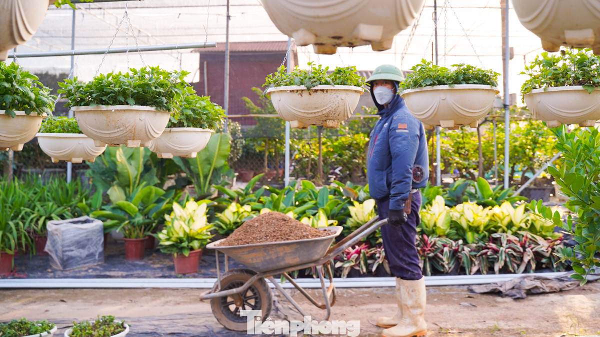 Cũng như ông Đạo, anh Nguyễn Thế Vinh (Văn Giang, Hưng Yên) cũng đang gấp rút trồng các giống cây mới, chủ yếu là các loại hoa có thể thu hoạch từ 2 - 4 tháng. Cũng như ông Đạo, anh Nguyễn Thế Vinh (Văn Giang, Hưng Yên) cũng đang gấp rút trồng các giống cây mới, chủ yếu là các loại hoa có thể thu hoạch từ 2 - 4 tháng.