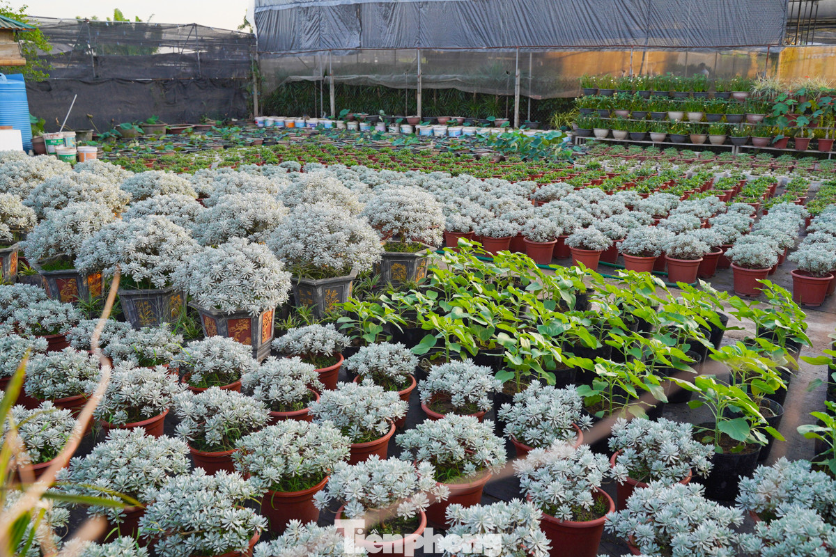 Vốn nổi tiếng với những cây cảnh lâu năm như trà, sanh, si, sung, hoa ly, lan...nhưng sau cơn bão số 3, người dân nơi đây đã quyết định chuyển đổi sang trồng các loại hoa ngắn ngày như cúc, hồng, trạng nguyên, đồng tiền... để nhanh chóng phục hồi và thu hoạch kịp vụ Tết. Vốn nổi tiếng với những cây cảnh lâu năm như trà, sanh, si, sung, hoa ly, lan...nhưng sau cơn bão số 3, người dân nơi đây đã quyết định chuyển đổi sang trồng các loại hoa ngắn ngày như cúc, hồng, trạng nguyên, đồng tiền... để nhanh chóng phục hồi và thu hoạch kịp vụ Tết.