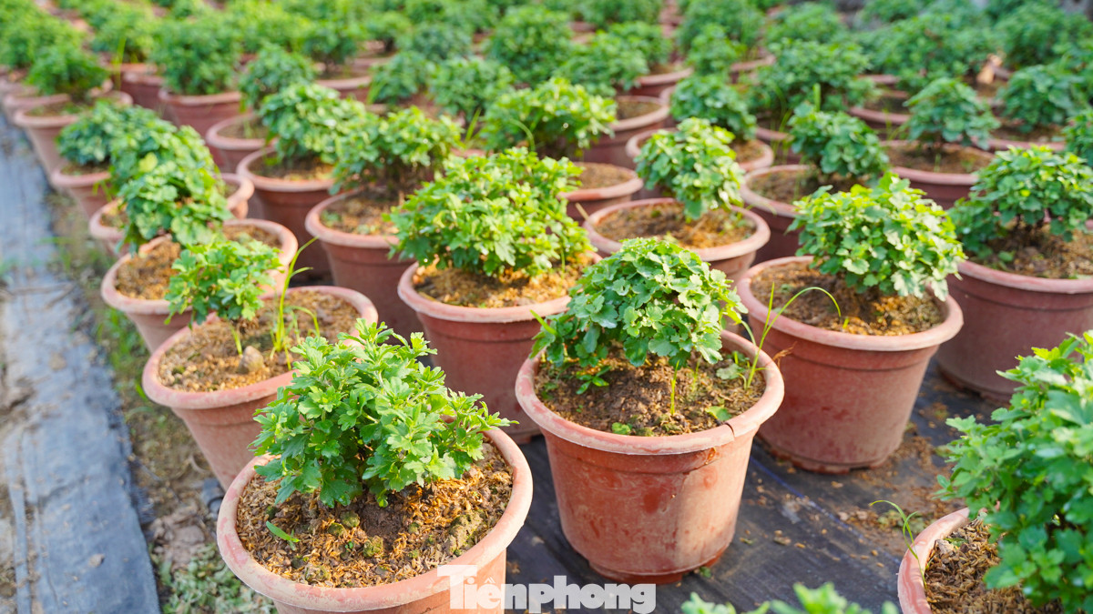 Hàng trăm chậu cúc mâm xôi bắt đầu phát triển xanh tốt, khỏe mạnh. Hàng trăm chậu cúc mâm xôi bắt đầu phát triển xanh tốt, khỏe mạnh.