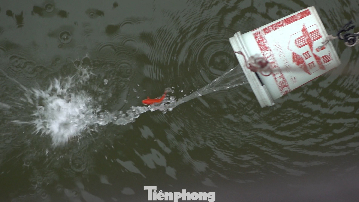 Nhờ có sự hỗ trợ này, cá được đưa xuống sông Hồng một cách an toàn.