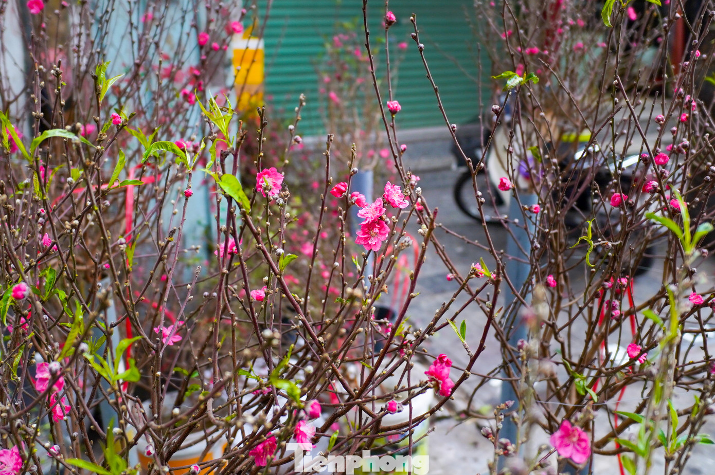 Đào cành Nhật Tân bán tại chợ Hàng Lược ngày 18 tháng Chạp có giá từ 200 - 300 nghìn đồng/cành.