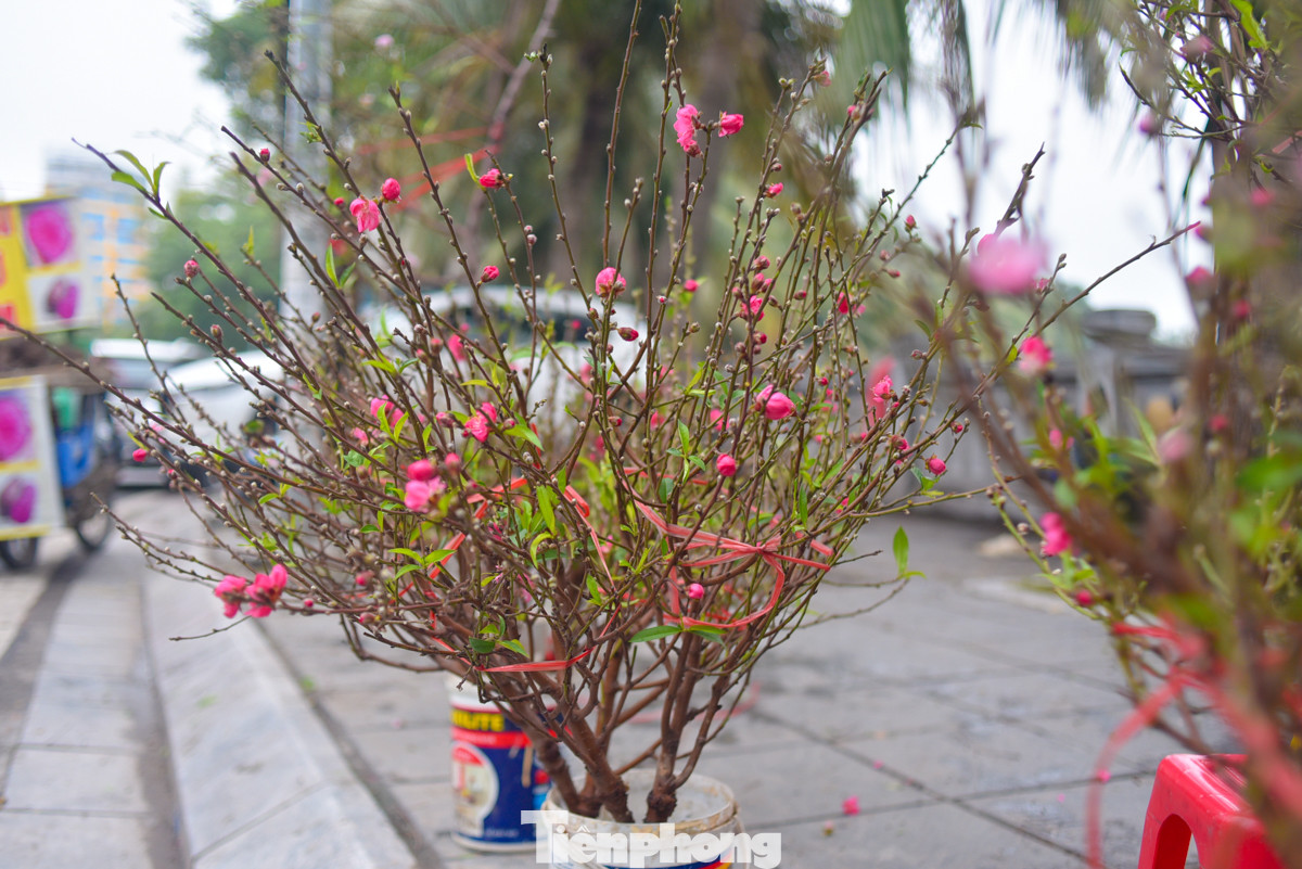 Sắc đỏ của hoa đào, màu vàng của quất tô điểm cho không khí Tết trở nên rực rỡ. Sắc đỏ của hoa đào, màu vàng của quất tô điểm cho không khí Tết trở nên rực rỡ.