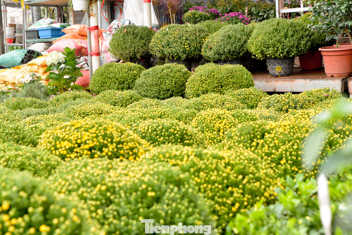 Vài năm trở lại đây, ngoài hoa đào và quất, người Hà Nội còn chơi cúc mâm xôi - loài hoa đặc trưng của phương Nam. Vài năm trở lại đây, ngoài hoa đào và quất, người Hà Nội còn chơi cúc mâm xôi - loài hoa đặc trưng của phương Nam.