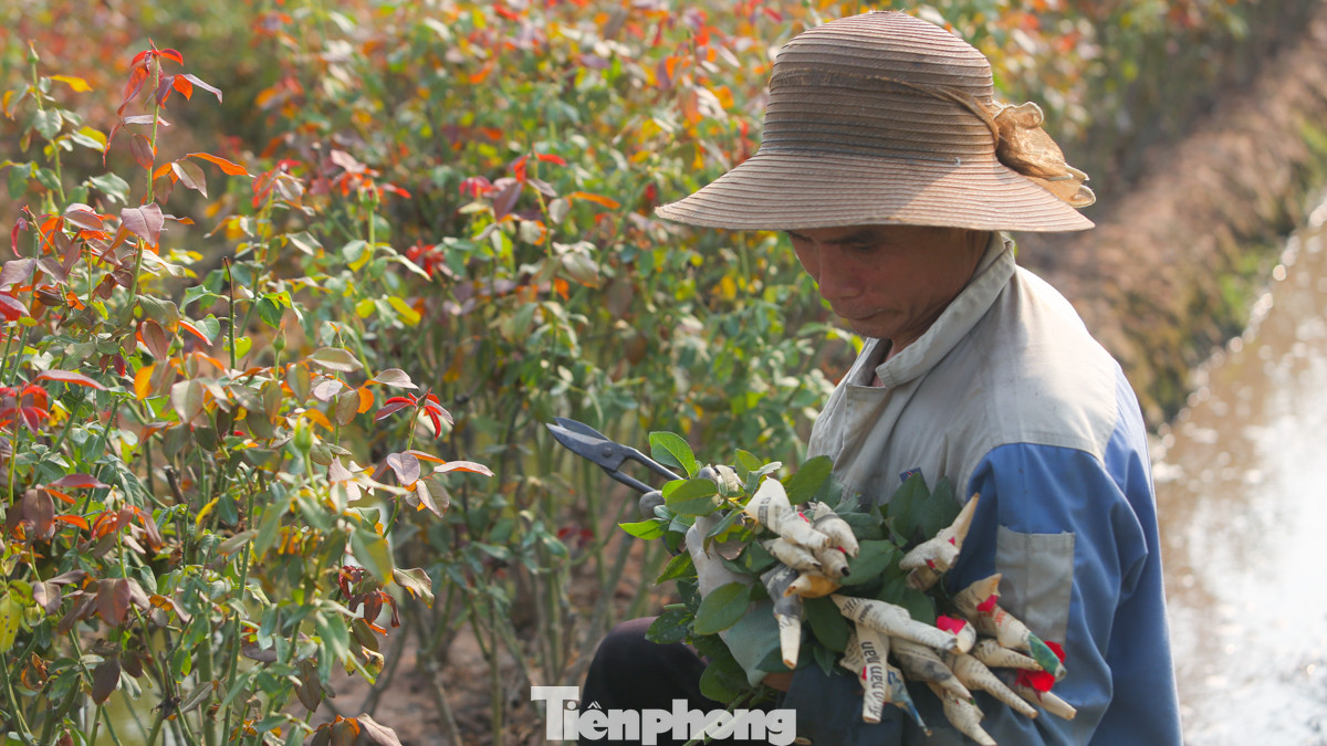 "Cố thu được bông nào hay bông đó, năm nay không có hoa để bán. Bão đi qua, nhà nào cũng chịu thiệt hại, tôi cũng đành chấp nhận", ông Đức nói thêm.