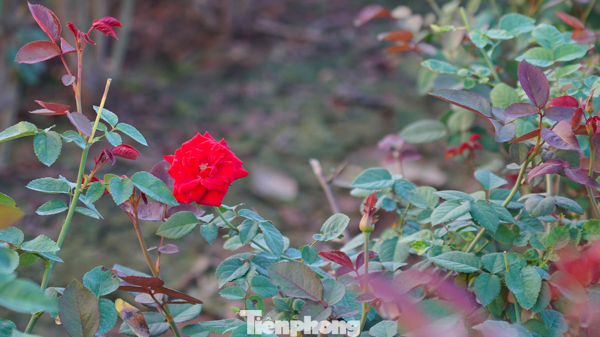 Hình ảnh hiếm hoi của một bông hoa đã bung nở đẹp tại ruộng nhà ông Đức.