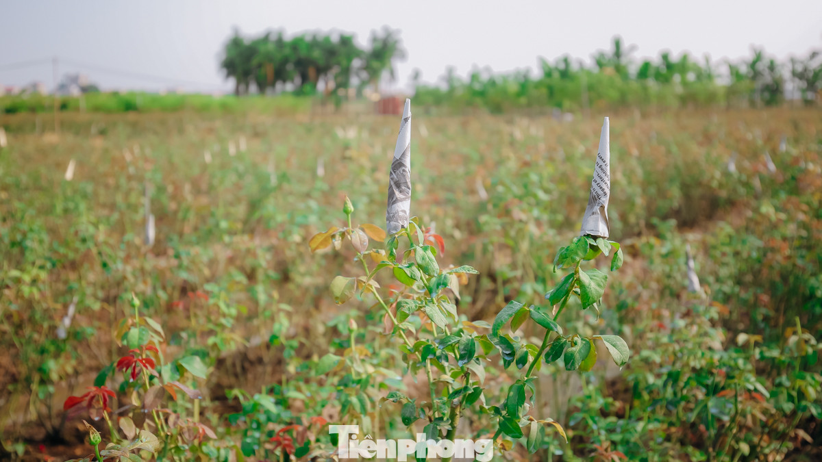 Nông dân tại đây cho biết, do ảnh hưởng của bão số 3 (Yagi) nên hầu hết các ruộng hoa hồng tại đây đã bị chết, những cây còn sống thì rất khó phát triển, hoa không nở… Nhiều ruộng phải trồng lại toàn bộ.