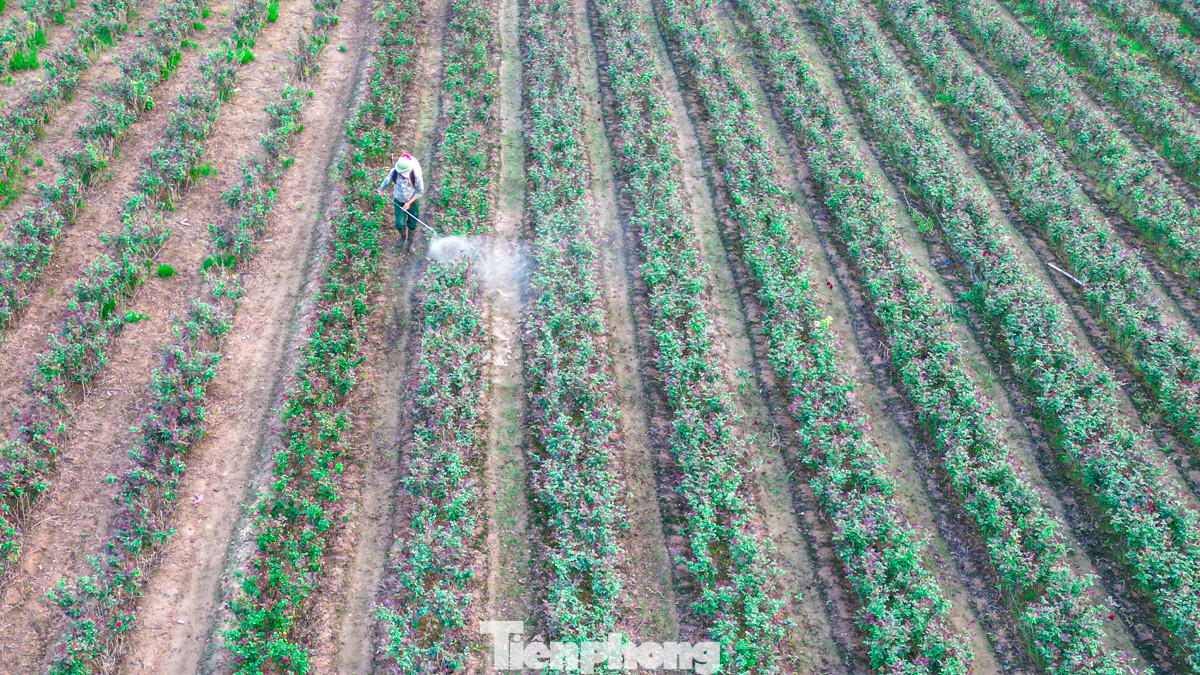 Năm nay người nông dân phải chăm sóc cây và khôi phục vườn, thay vì thu hoạch bội thu để bán hoa trong dịp lễ 20/10 như mọi năm.